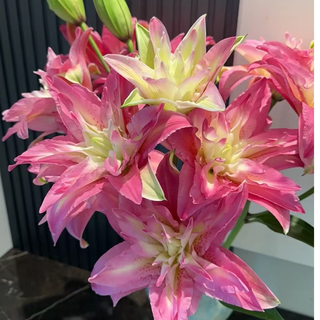 宝莲灯-重瓣香水百合