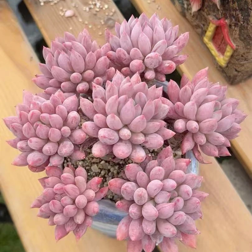 哆啦A梦园艺多肉多肉植物多肉花盆栽多肉花卉多肉盆栽