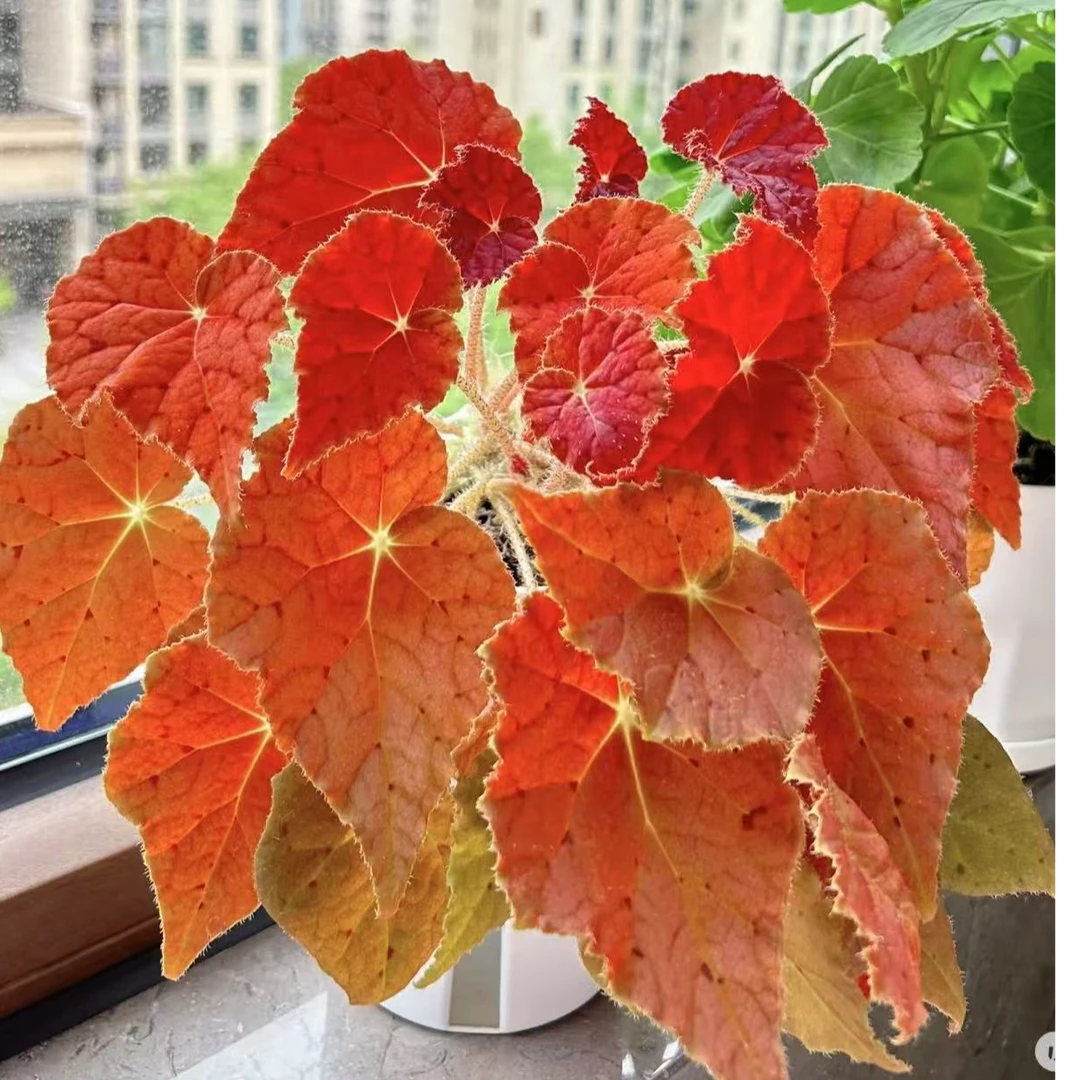 秋之华诸神黄昏秋海棠盆栽绿植室内观叶植物耐阴好养四季常青花卉