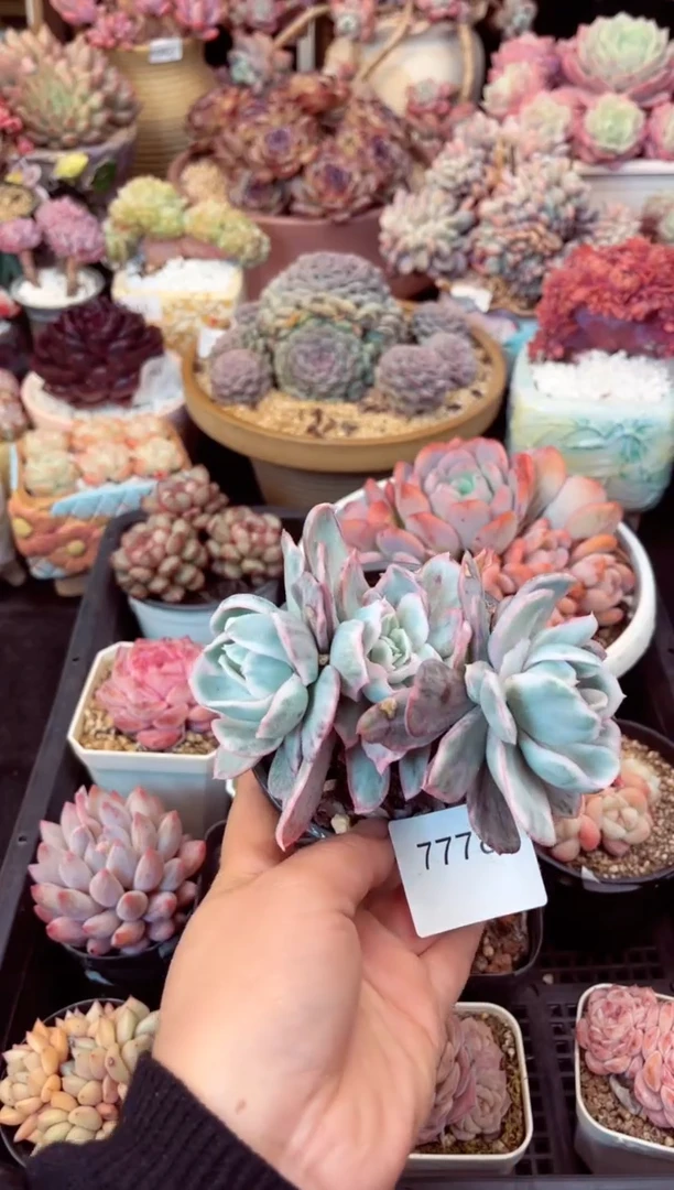 【闪购商品】7778伯克利锦多肉