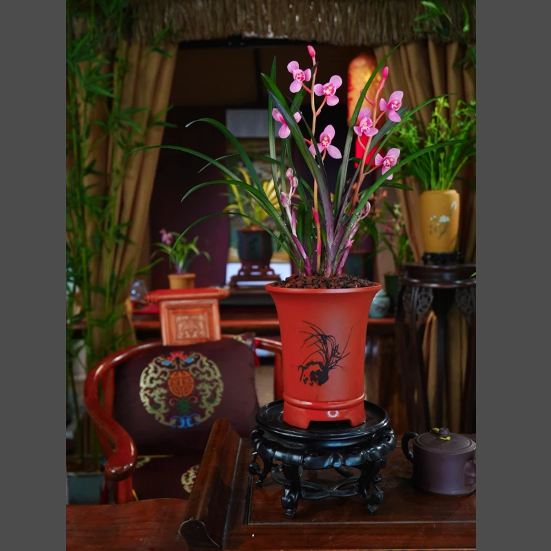 建兰正品[红草.红荷]精选大壮苗带花苞带紫砂盆室内好养兰花绿植
