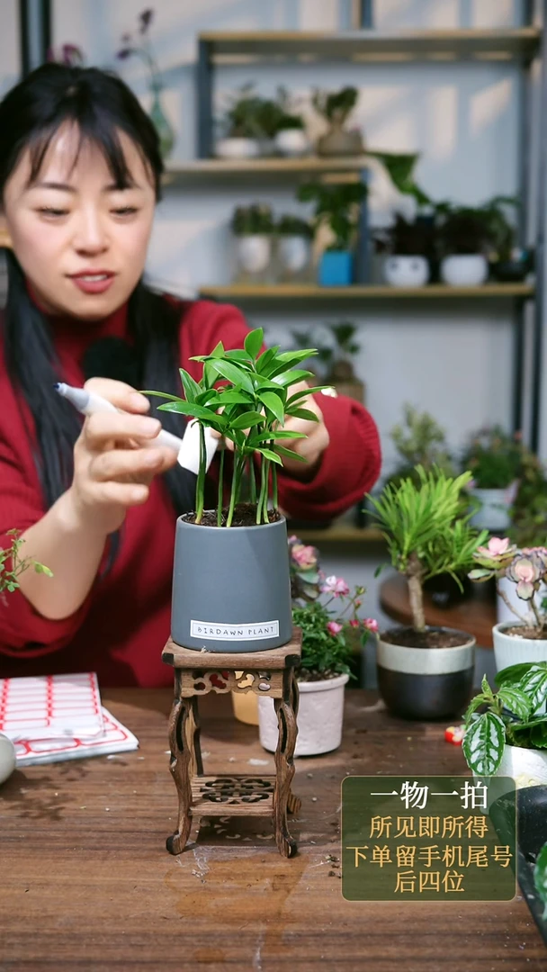 【闪购商品】102--6317竹柏灰蓝