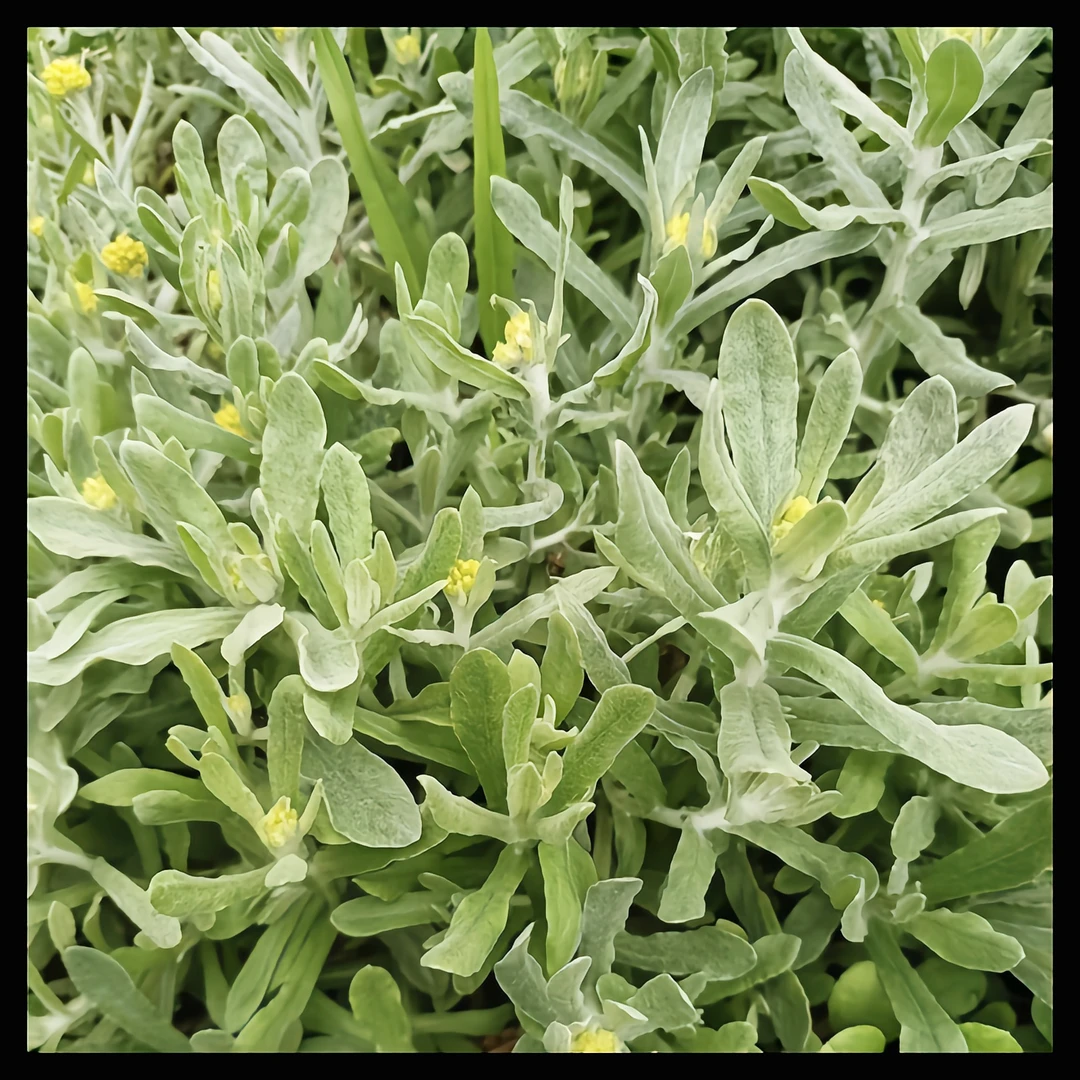 云南高原山货 清明草 卤蛋甄选