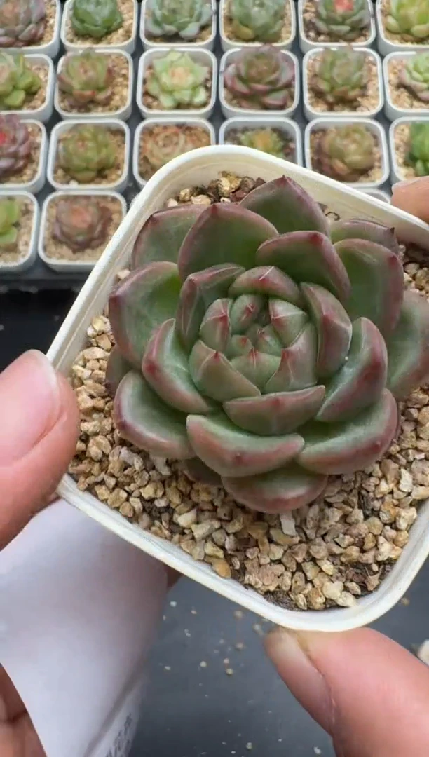 402G云禹多肉植物 脱土纸巾打包 3颗包邮
