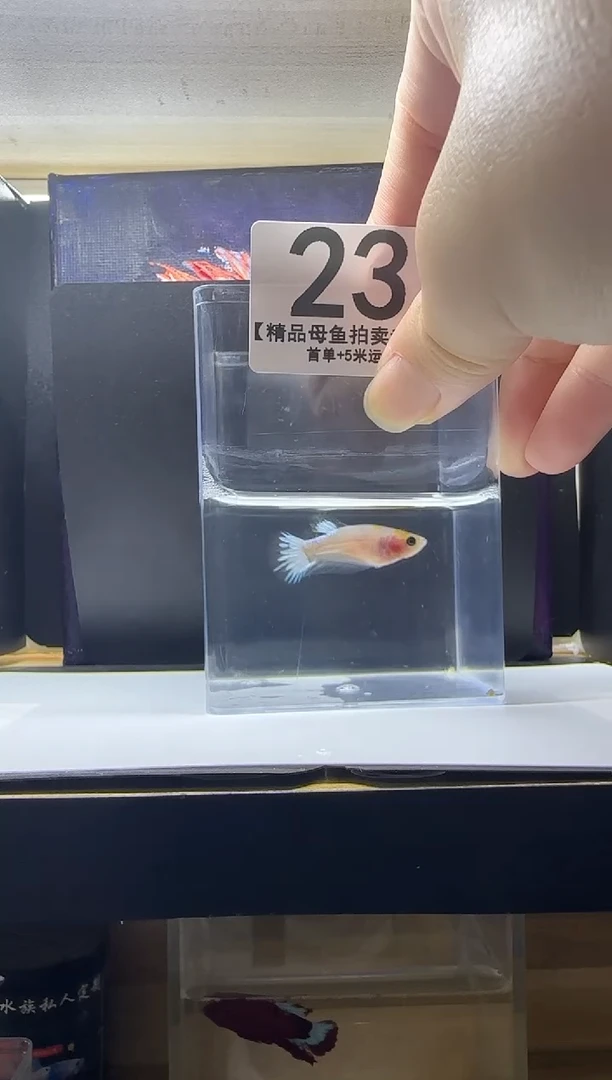 斗鱼精品母鱼编号23
