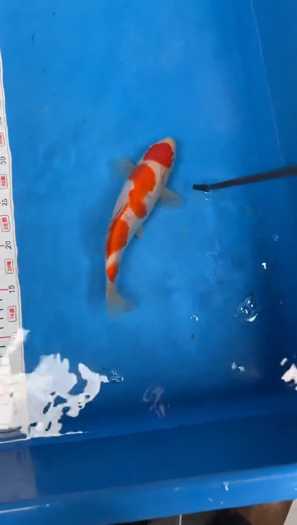 锦鲤用****527号锦鲤红白鱼 闪购