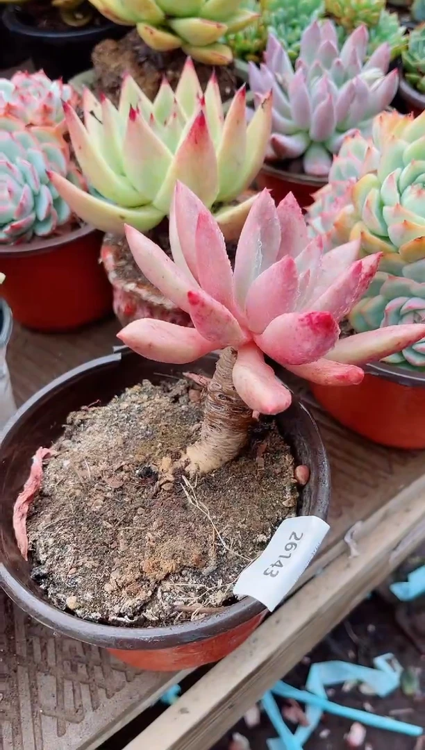 高****?26143多肉植物一物一拍