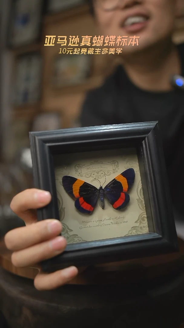 有机玻璃蛾子标本