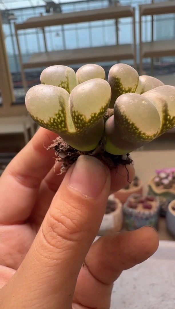 ✨***田28-108肉植物肉锥001