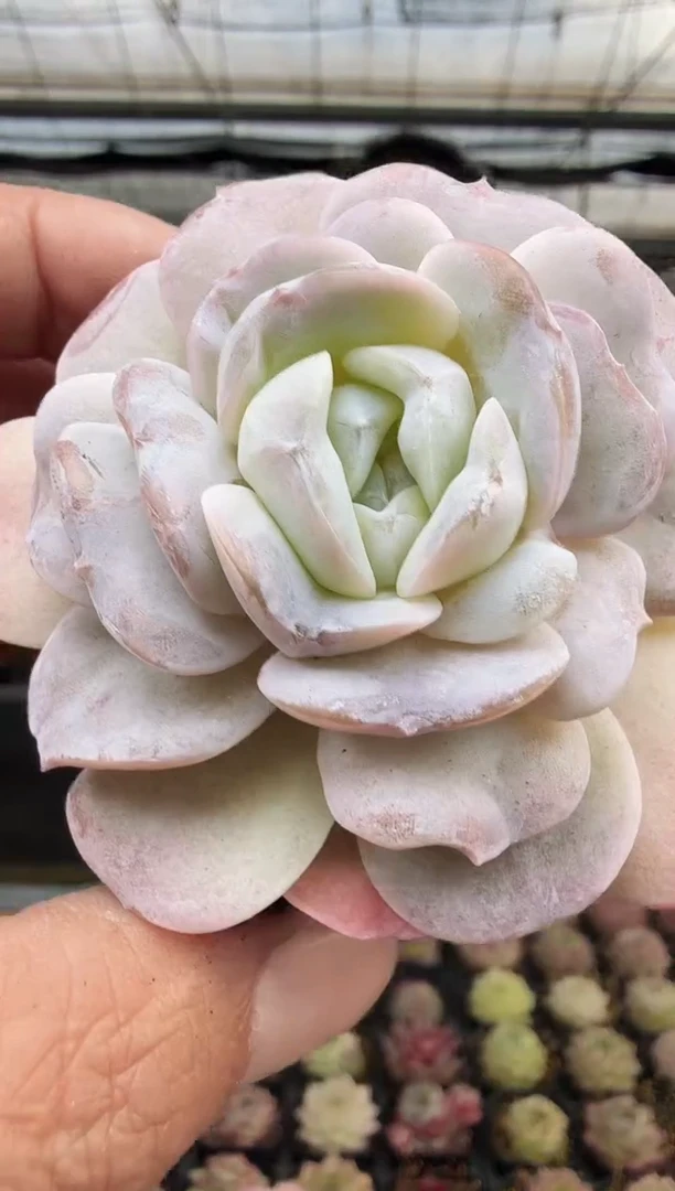 东云多肉园新款-280