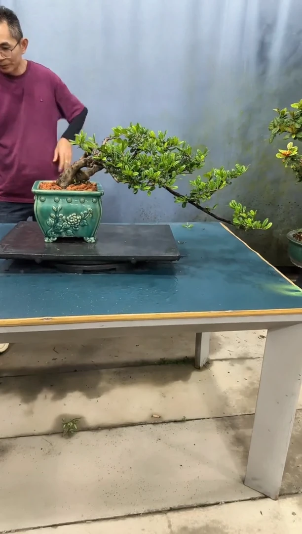 无花朵翠米茶翠米茶翠米茶翠米茶