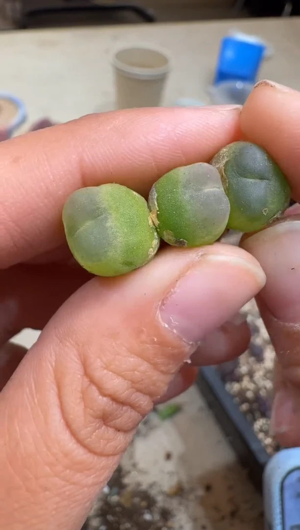 7-77多肉植物肉锥