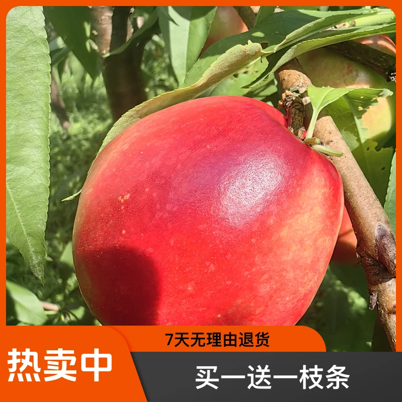 黑涞醉桃3号正版嫁接桃树苗早熟脆甜可口好吃好种