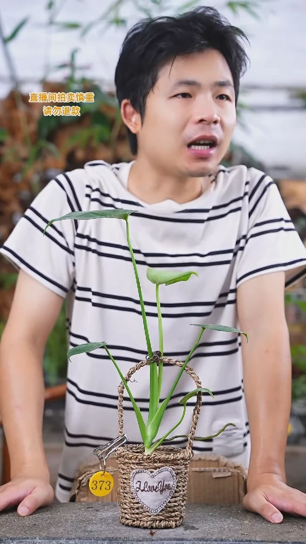 当前无花栽培后可以开花龟背373T