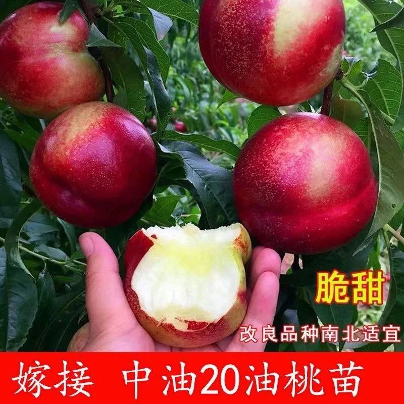 特大中油20油桃树苗嫁接油桃树苗南北方盆栽地栽种植当年结果树苗