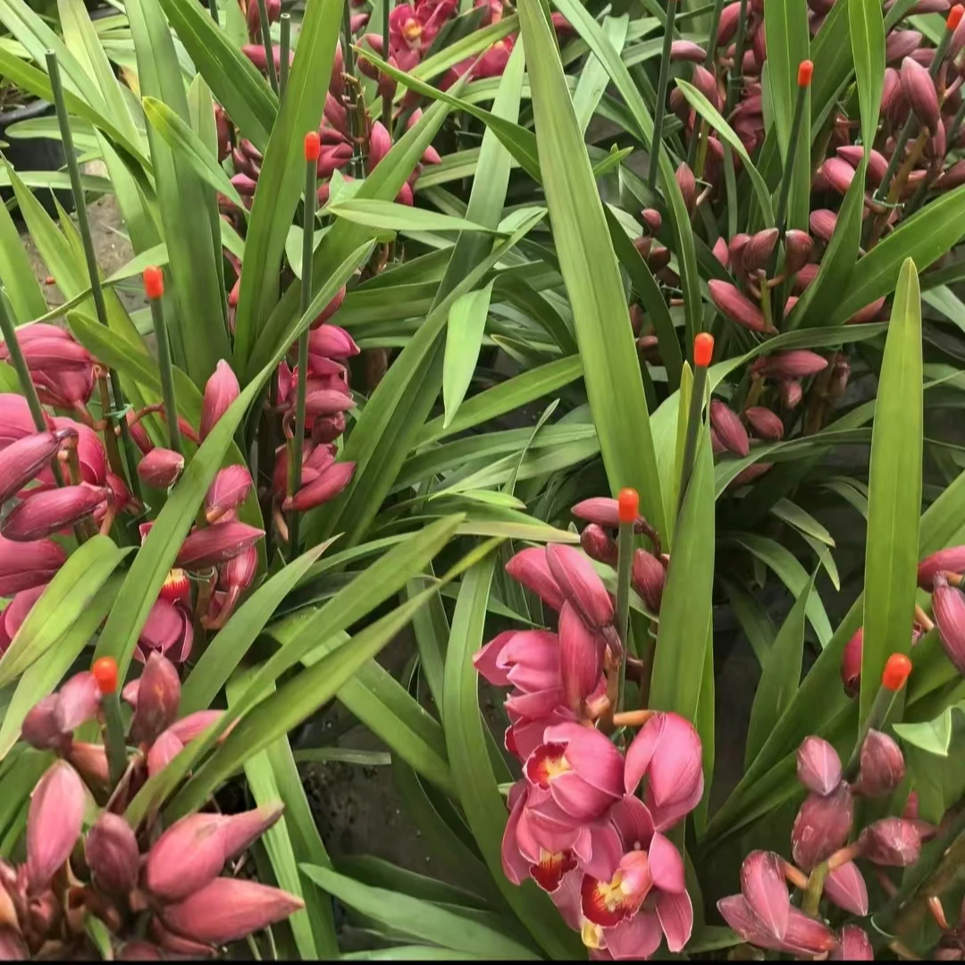 新品｛恭喜发财｝深粉色--大花蕙兰落地款超艳