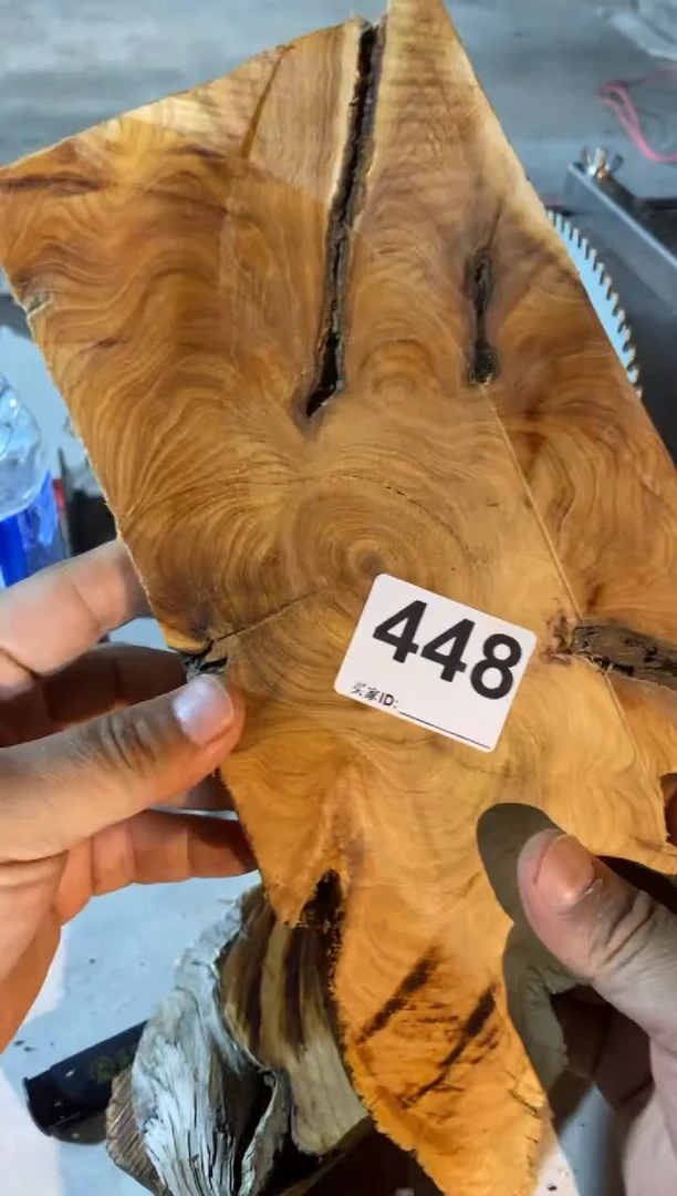 柏木（崖柏）太行山陈华崖柏切片一片