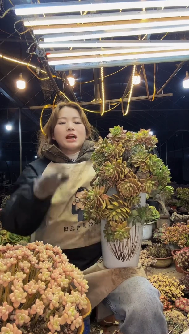 【闪购商品】老桩淡雪脱土包邮