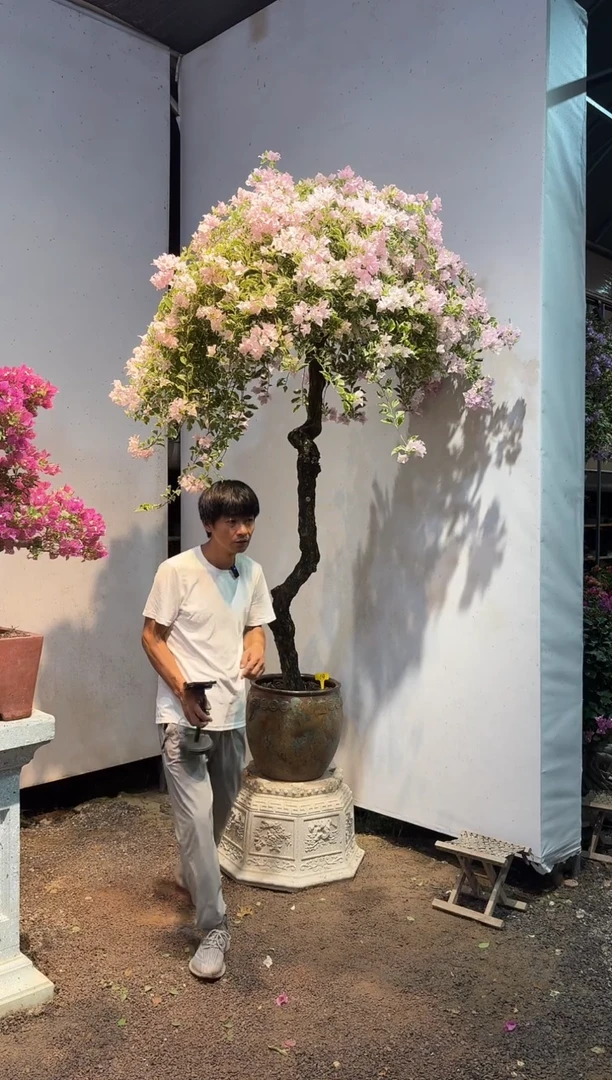 全部花朵四****司三角梅14