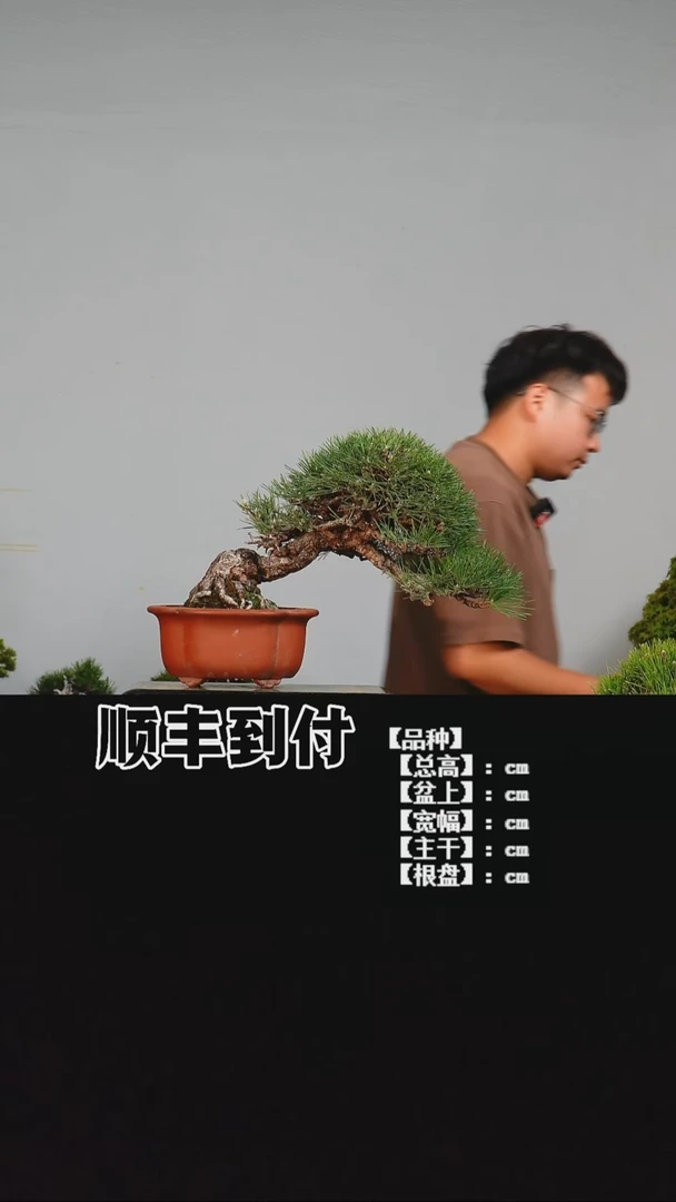 z978三河黑松bubaoyou