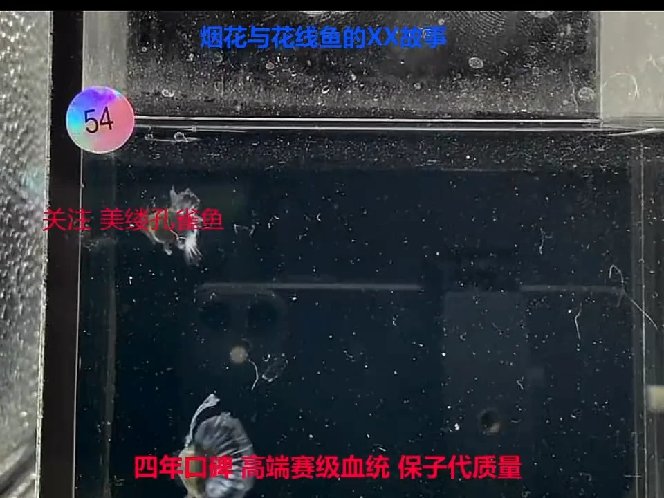 孔雀鱼青花瓷缎带半月尾