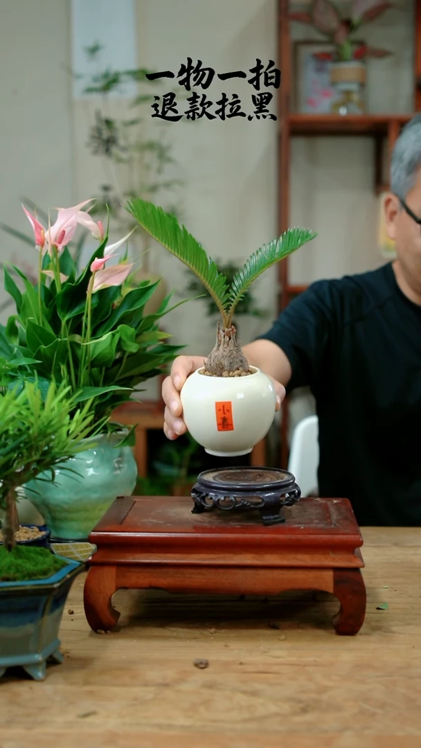 完全开放呼**朵铁树636