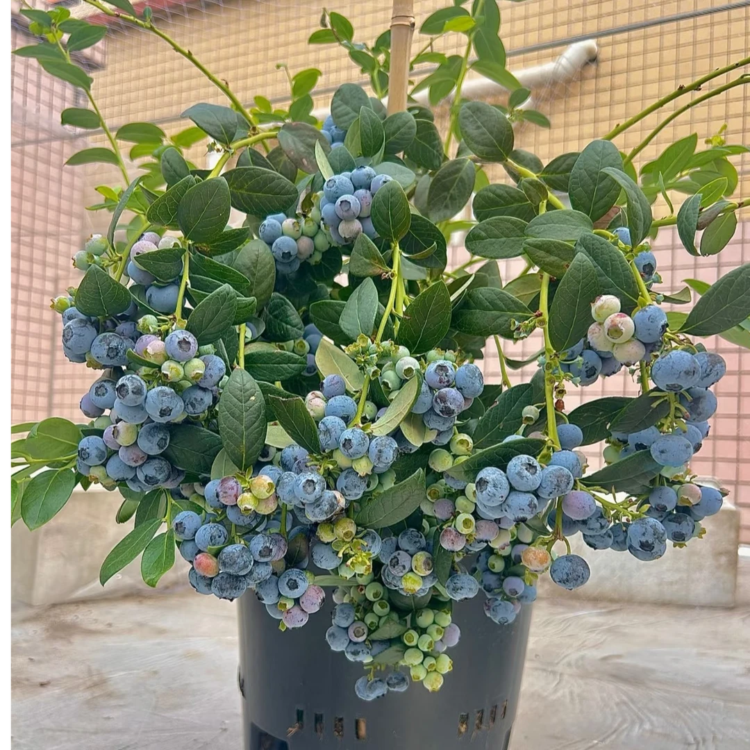 精品特大苗花香L25高度120cm脆甜带果蓝莓苗南北方种植盆栽地栽
