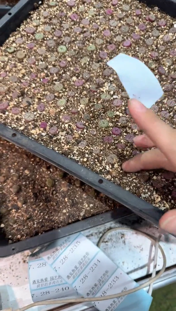 28-232多肉植物脱土发