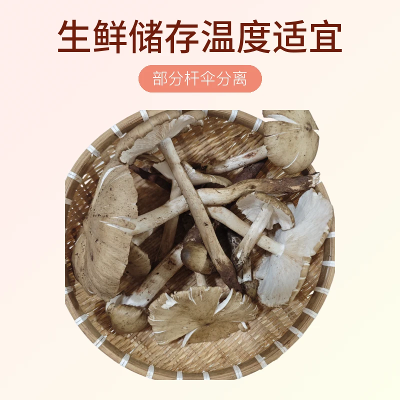 精品开伞半开骨朵混装鸡枞，部分杆伞分离（顺丰冷链）