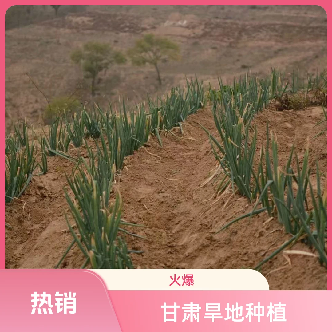甘肃旱地现挖红葱味浓适合炒菜炖肉农家自种甘肃红葱新鲜旱地红葱