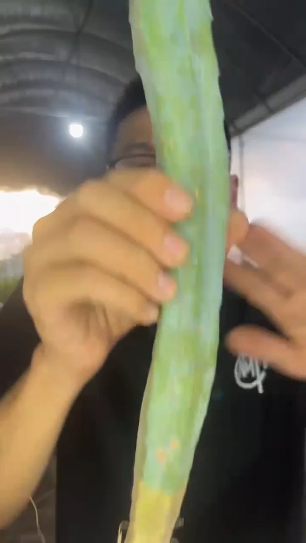 单头 龙神木【带根】