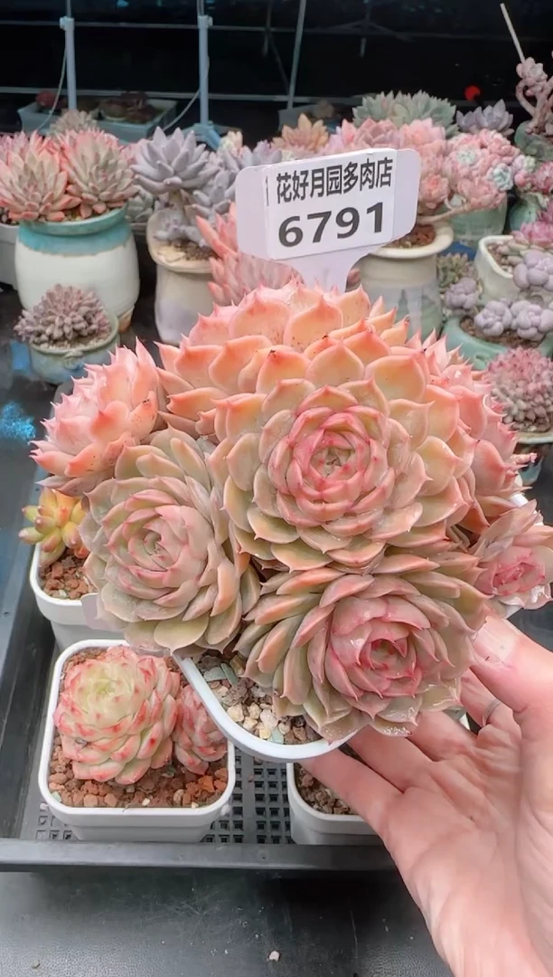 【闪购商品】6791.