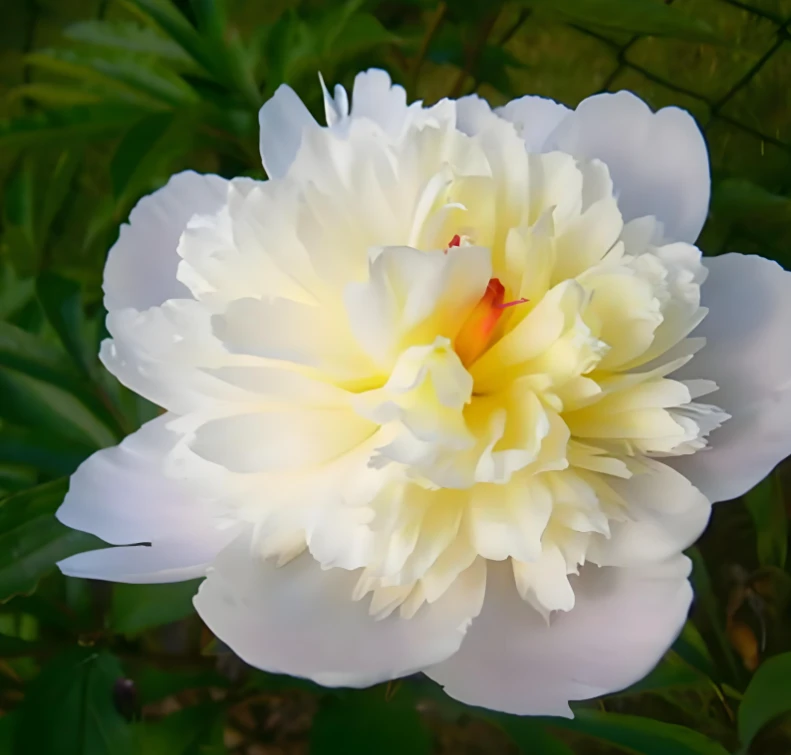 【凤羽落金池】重瓣芍药花苗 山东菏泽直发 包对版 适合庭院盆栽