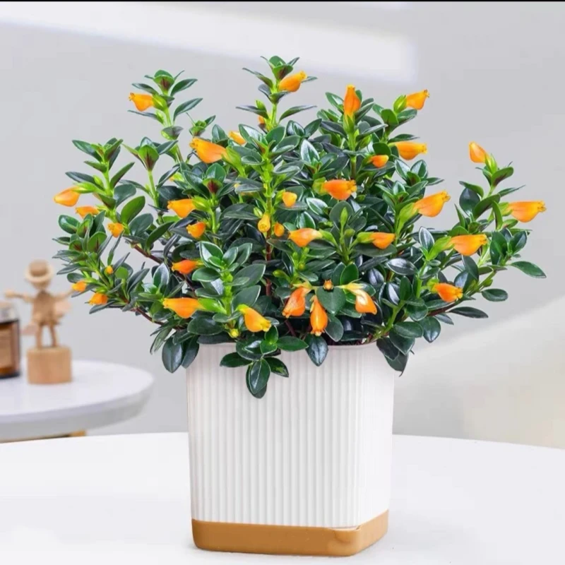 H金鱼吊兰金鱼草盆栽耐寒耐热高档植物分支阳台家居花卉好养活