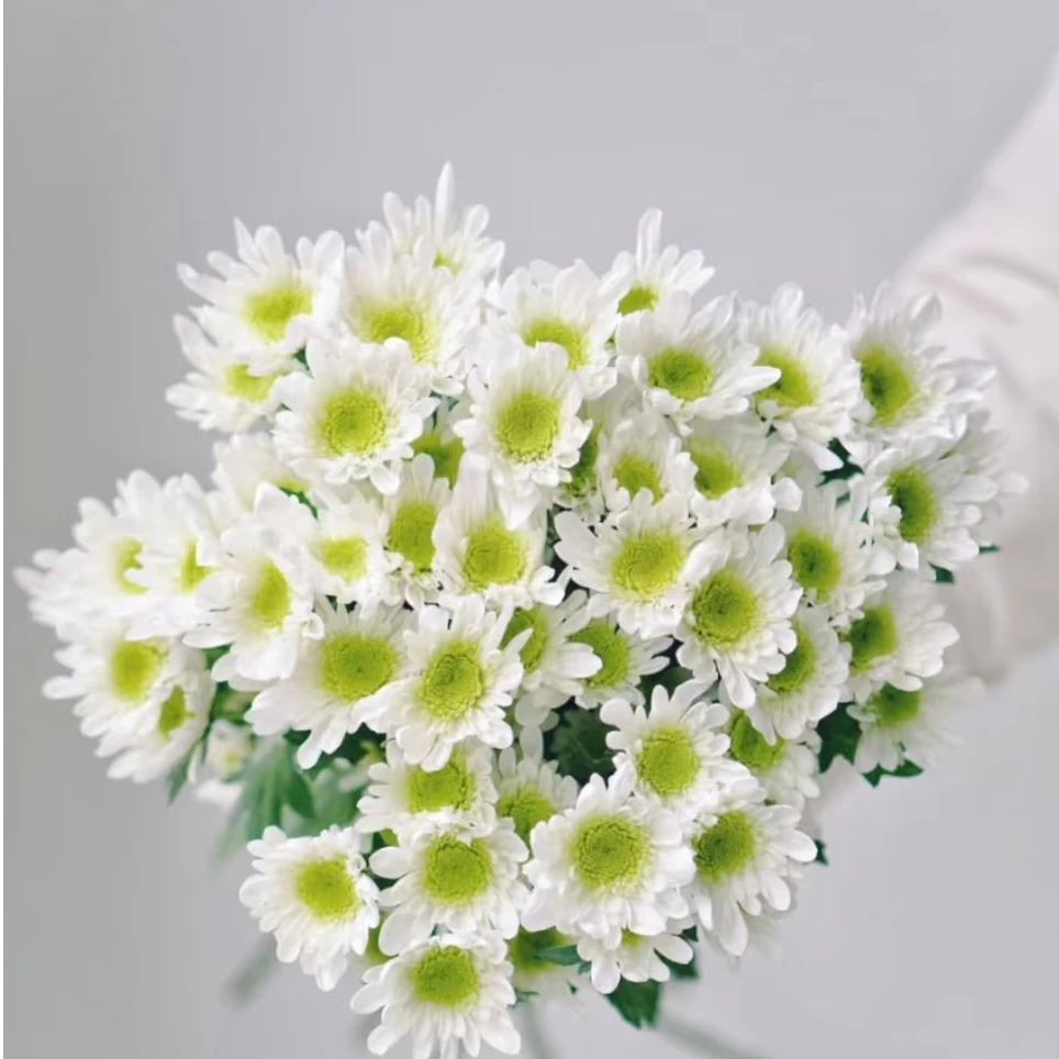 【顺丰冷链】云南基地小菊直发