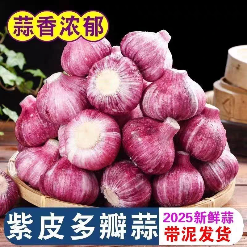 【新鲜蒜带泥发货】2025年云南紫皮瓣蒜多瓣蒜现挖老品种香蒜腊八蒜