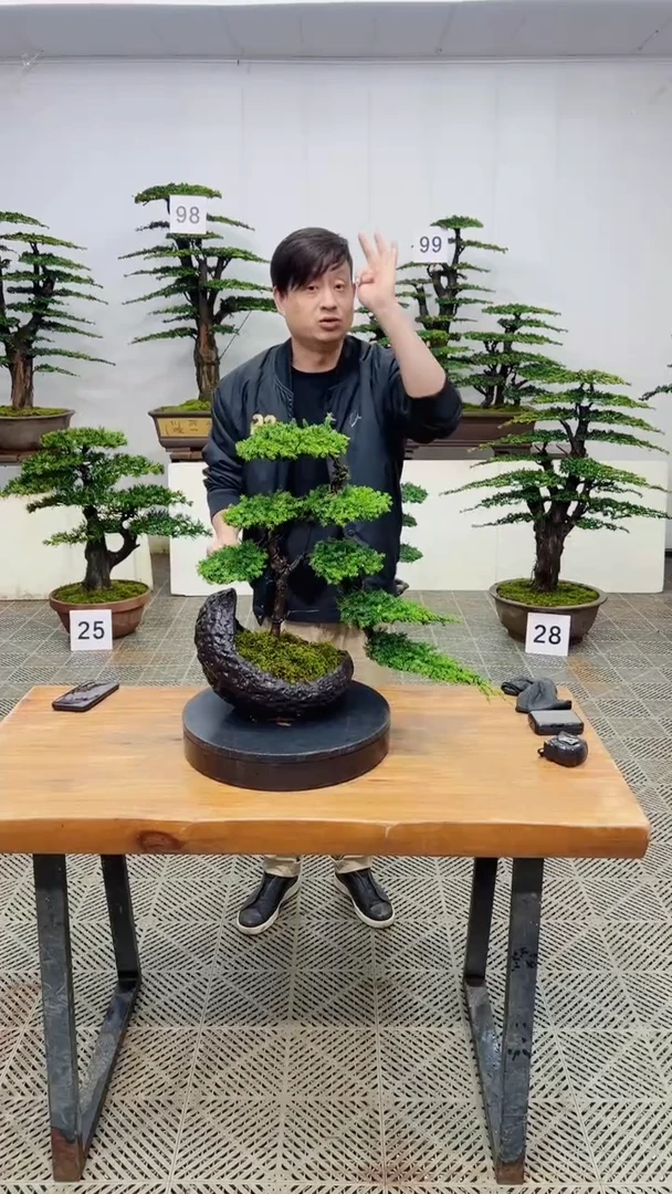 无花朵造型盆景一物一拍