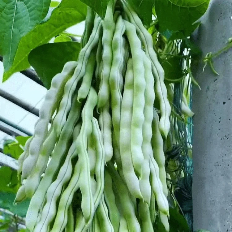（顺丰包邮）贵州高山露天白棒豆肉棒豆 豆角 新鲜农家蔬菜 素瓜豆