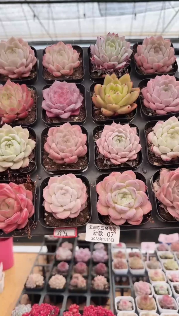 东云多肉园新款-07