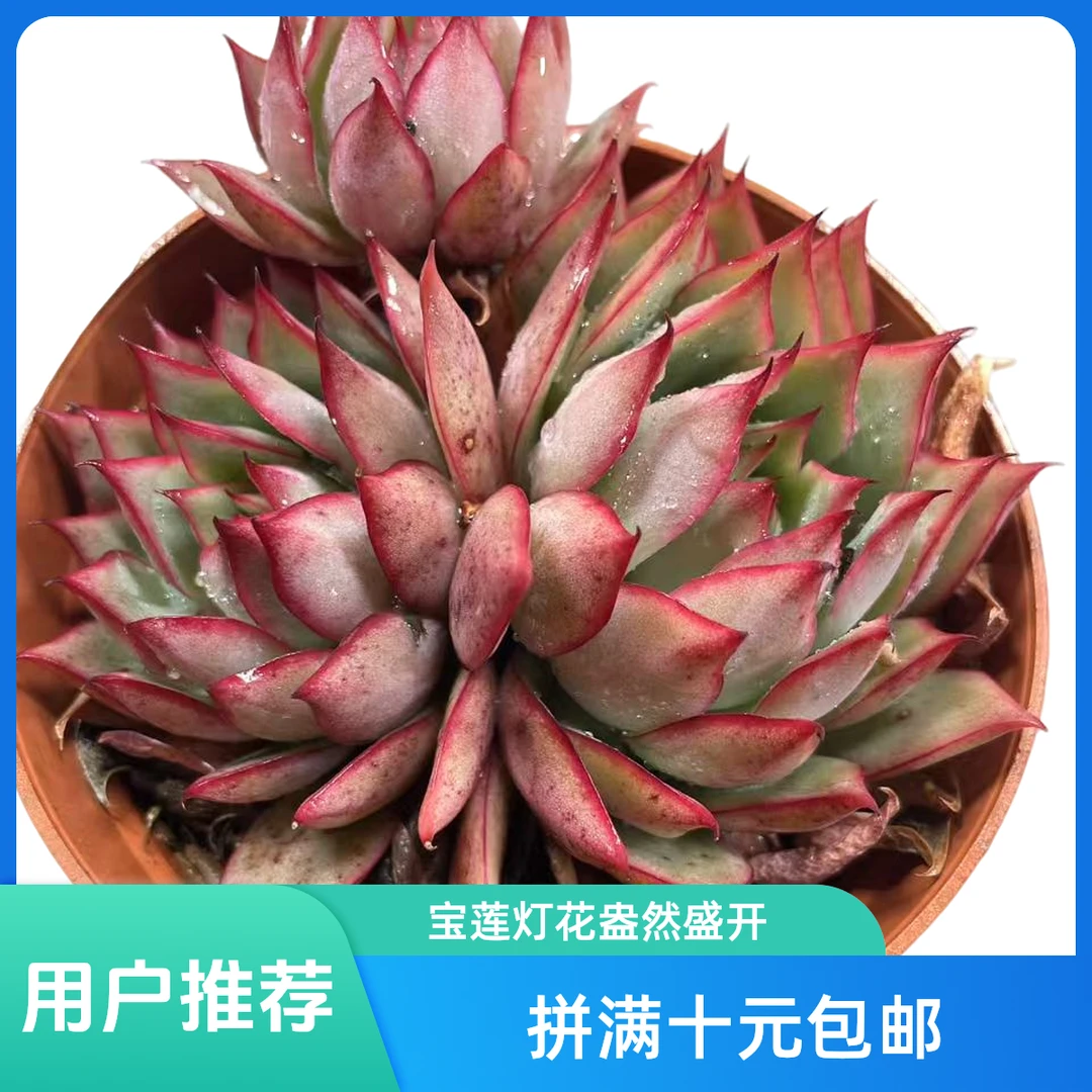 宝莲灯 脱土发货星花怒放 阳台 露台 办公室绿植植