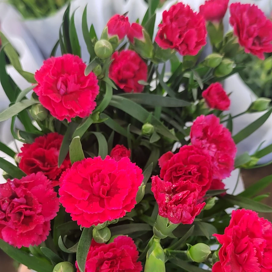 康乃馨带花苞绿植盆栽四季开花大花盆栽石竹花苗阳台绿植花卉盆栽