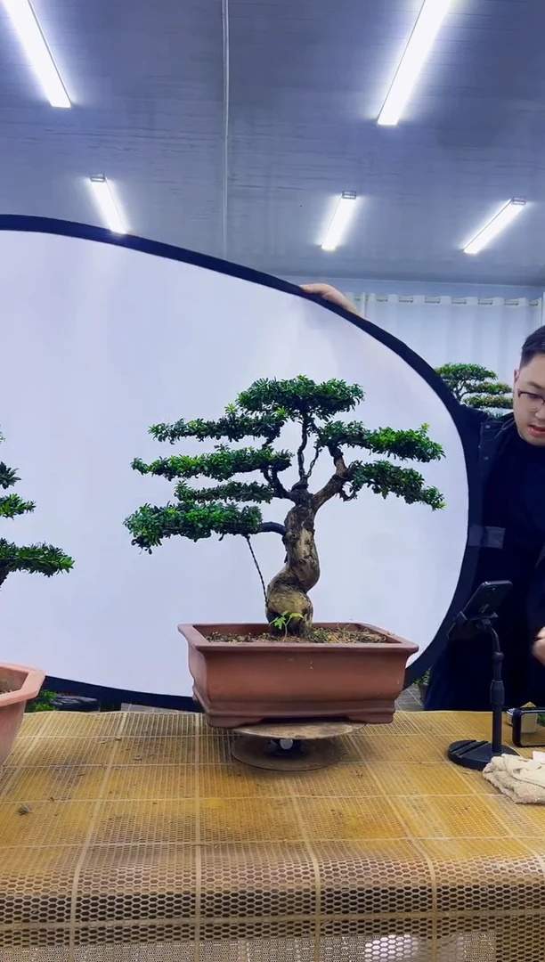 无花朵世**僧0000000000000000