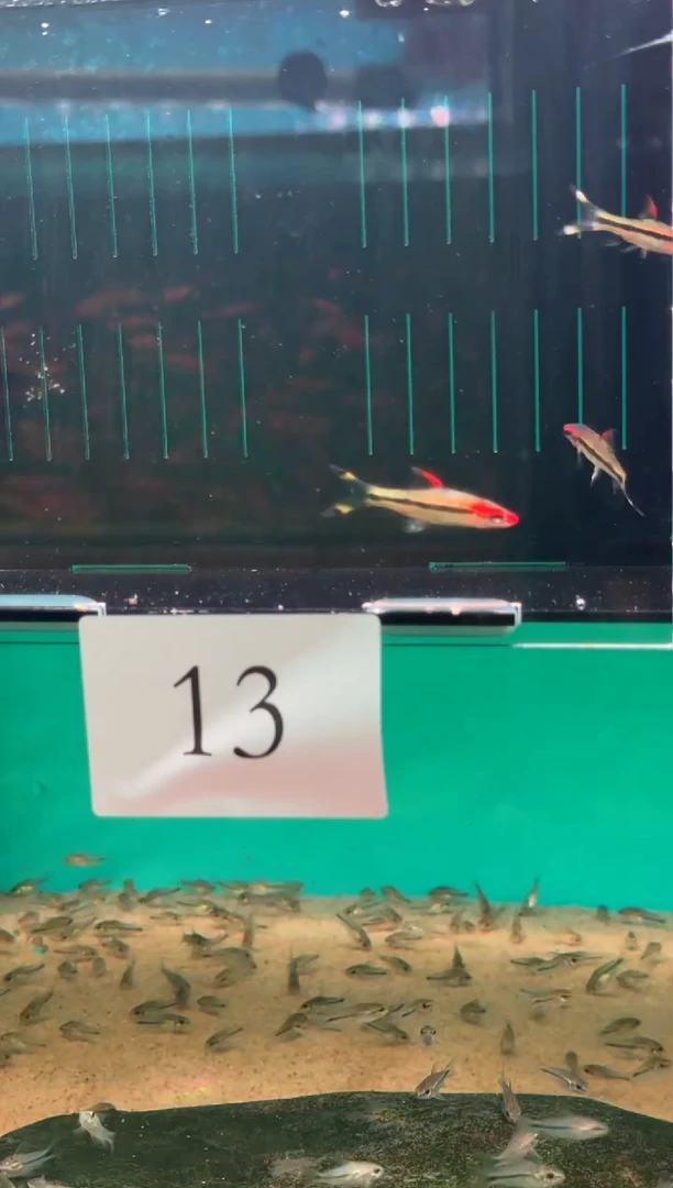 灯科鱼C****s13【长翅一眉 3-3.5cm】3条