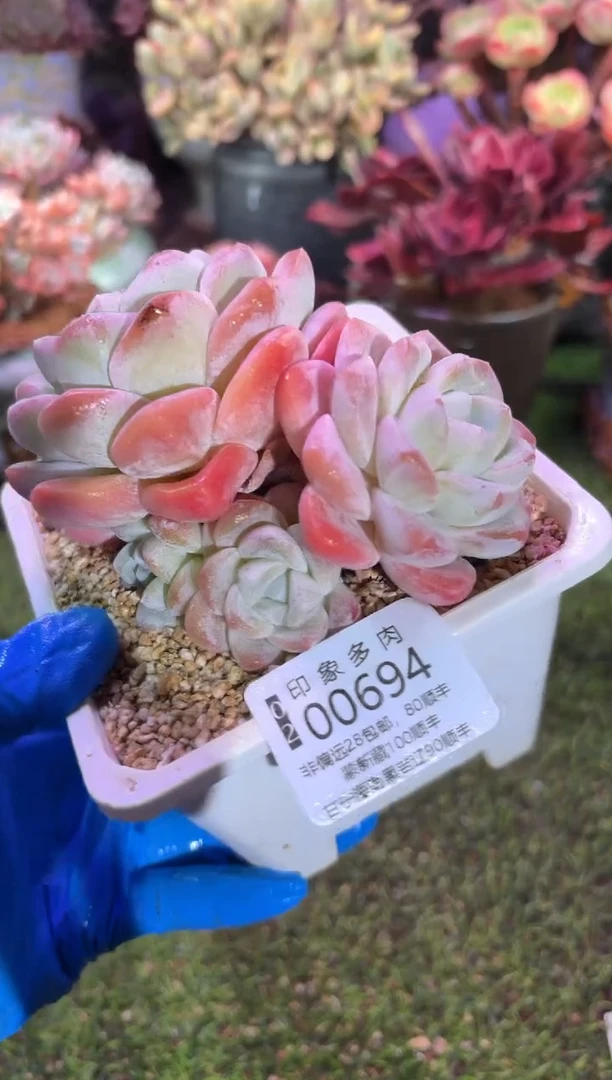 【闪购商品】00694