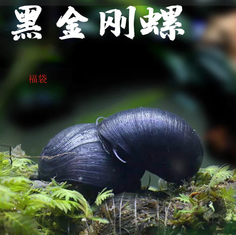 福袋 清缸 黑金刚螺 福袋 观赏鱼