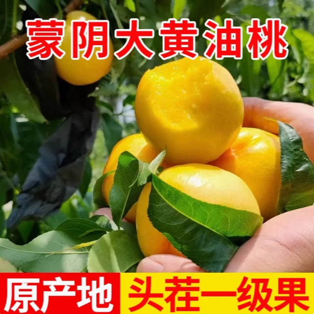 18度甜黄金油桃子新鲜水果当季现摘黄肉蜜桃脆甜桃时令大果