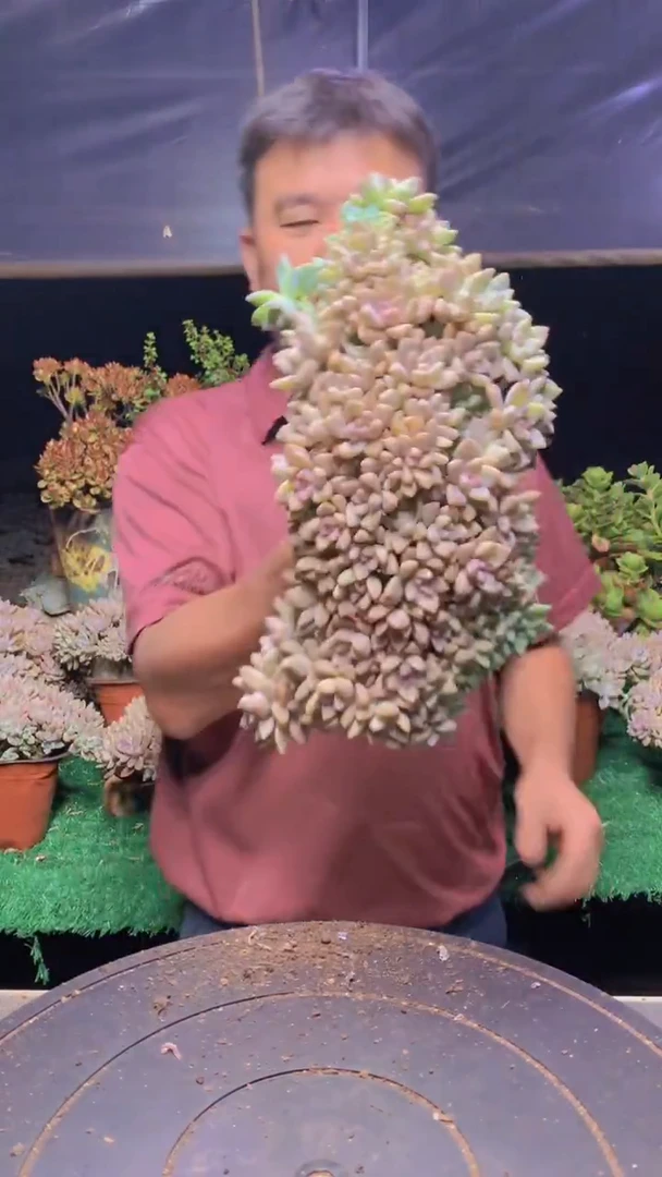 356淡雪缀化一物一拍