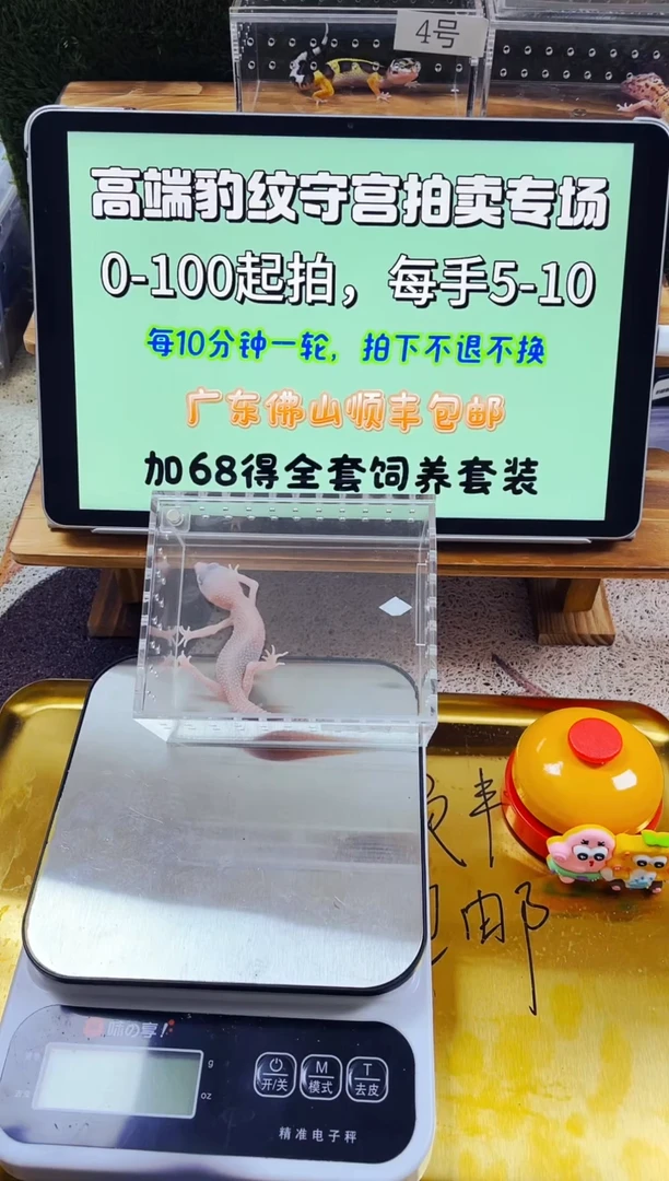 豹纹守宫全品豹纹守宫苗子成体