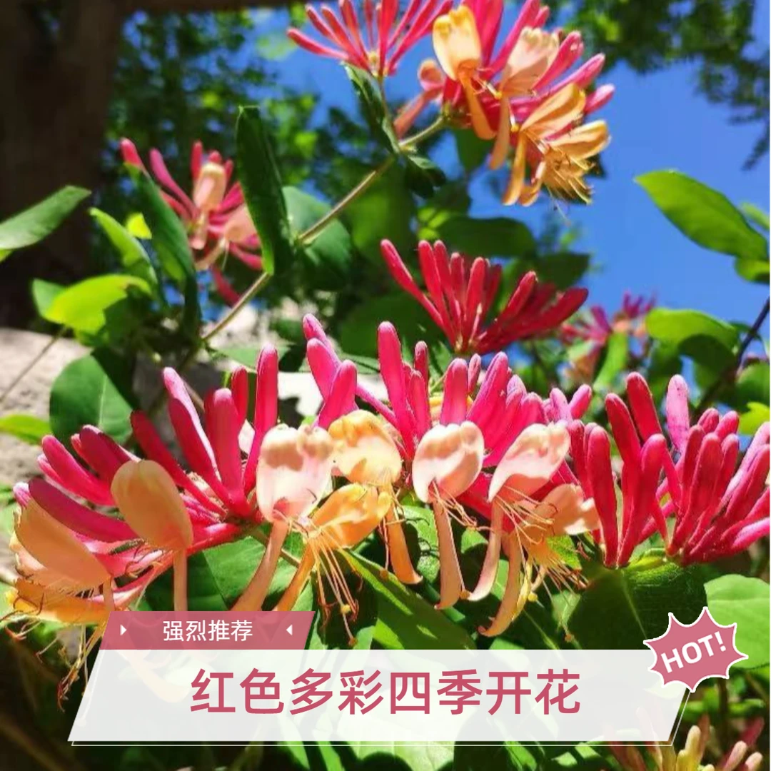 佳果屋佳果屋红色多彩金银花树苗盆栽地栽抗寒泡茶鲜花金银花老桩