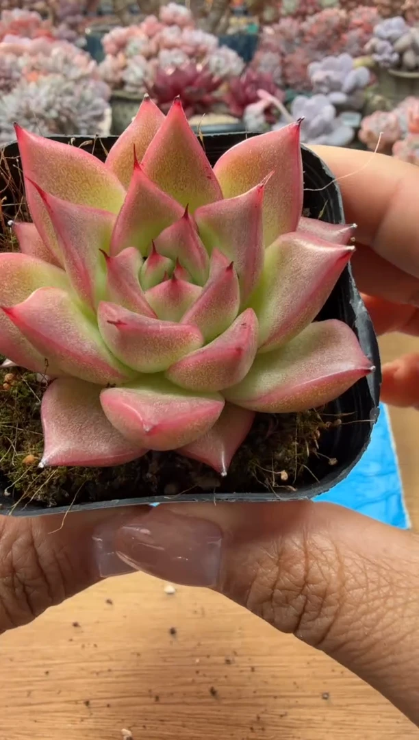 东云多肉园二店-50